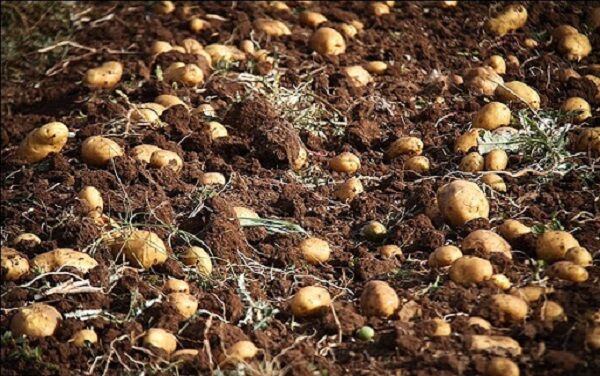 کشاورزان اردبیلی حاضر به عرضه سیب‌زمینی به نرخ ۲۰۰۰ تومان نیستند