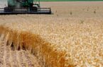 کشاورزی قراردادی به تولید و بازار انسجام می‌بخشد| تاخیر اجرای طرح در اردبیل