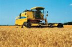 تولید ۳۲۰ هزار تن گندم در اردبیل| تلاش برای افزایش ضریب علمی در کشاورزی