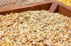 ۱۰ مرکز خرید گندم تولیدی کشاورزان بیله‌سوار را خریداری می‌کنند