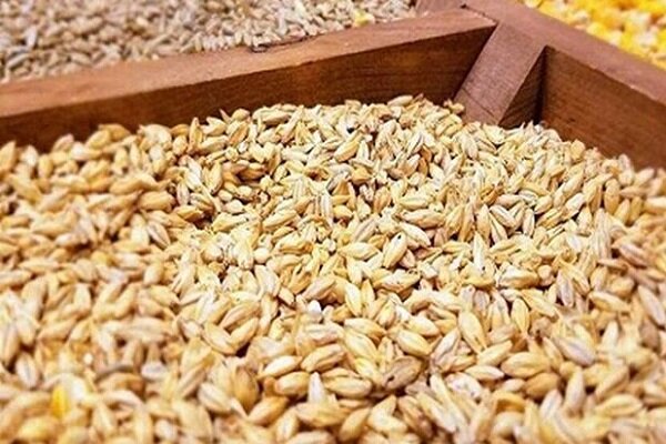 ۱۰ مرکز خرید گندم تولیدی کشاورزان بیله‌سوار را خریداری می‌کنند