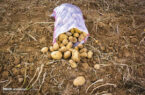افزایش گیاه آفتی «سِس» در مزارع سیب‌زمینی اردبیل