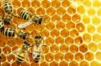 شهدی که در کام تولیدکنندگان تلخ شد| عدم همراهی مسئولان در تکمیل زنجبره عسل