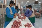 ۱۲۰۰ بسته گوشت قربانی بین خانواده‌های نیازمند اردبیل توزیع شد