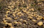 کاهش تولید در قطب سیب‌زمینی ایران| سیب‌زمینی اردبیل نیاز به صادرات ندارد