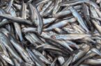 تولید ۵ هزار و ۵۷۰ تن ماهیان گرمابی در اردبیل| پارس‌آباد قطب تولید ماهیان گرمابی است