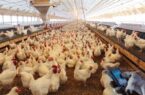 راه‌اندازی اولین مزرعه ۳طبقه پرورش مرغ در اردبیل