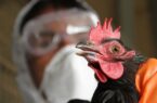 تشدید اقدامات پیشگیرانه و کنترل بیماری آنفلوآنزای فوق حاد پرندگان در گرمی