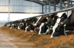 دامداری ادبیل نابود شده‌ است| بروز بحران تأمین گوشت و شیر در سال آینده