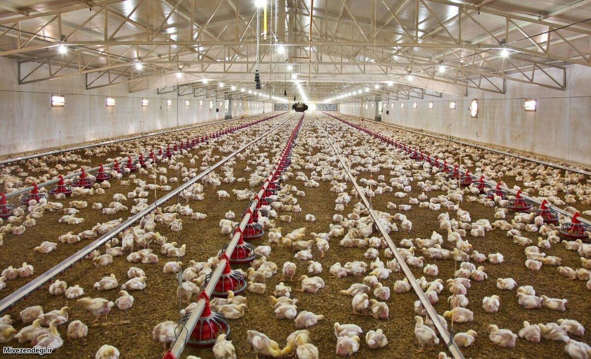 هزینه ۴۵ هزار تومانی تولید یک کیلوگرم مرغ