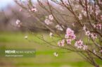 شکوفه‌های بهاری در باغشهر زیبای مهریز