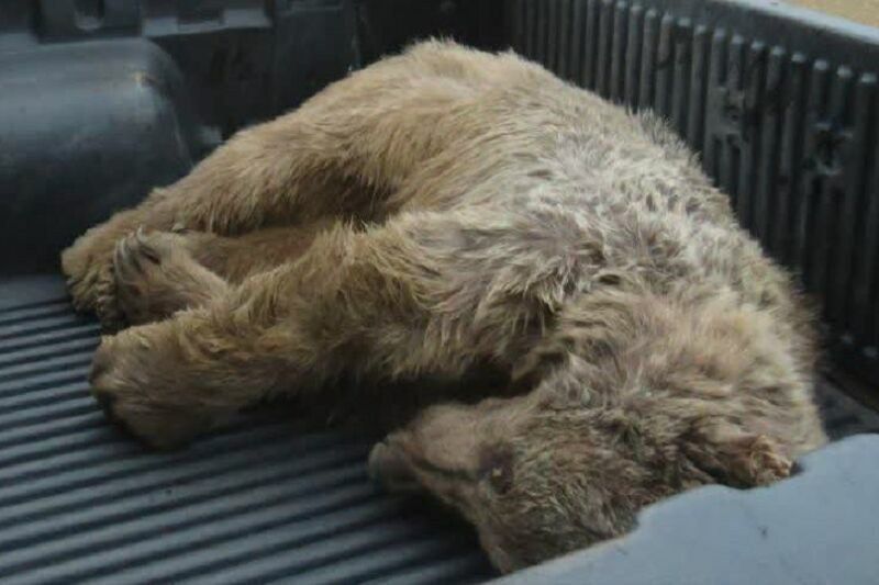 تلف شدن  یک قلاده خرس در شهرستان انگوت
