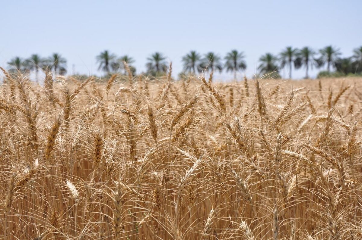 کاهش ۴۰ درصدی تولید گندم در اردبیل| عرضه گندم به ۲۰ مرکز آغاز شد