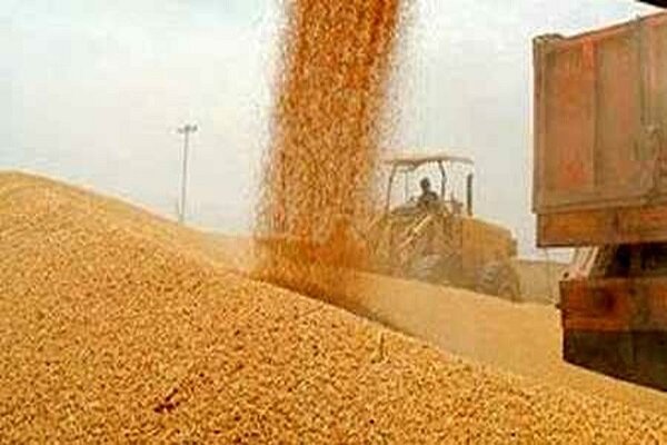 خرید گندم با قیمت ۱۵ هزار تومان در حال انجام است