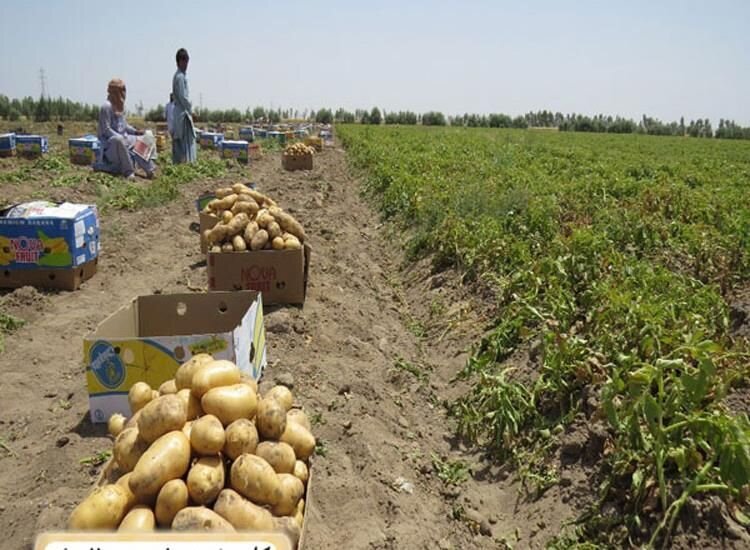 کشاورزان به محض قطع باران مزارع سیب‌زمینی خود را سم‌پاشی کنند