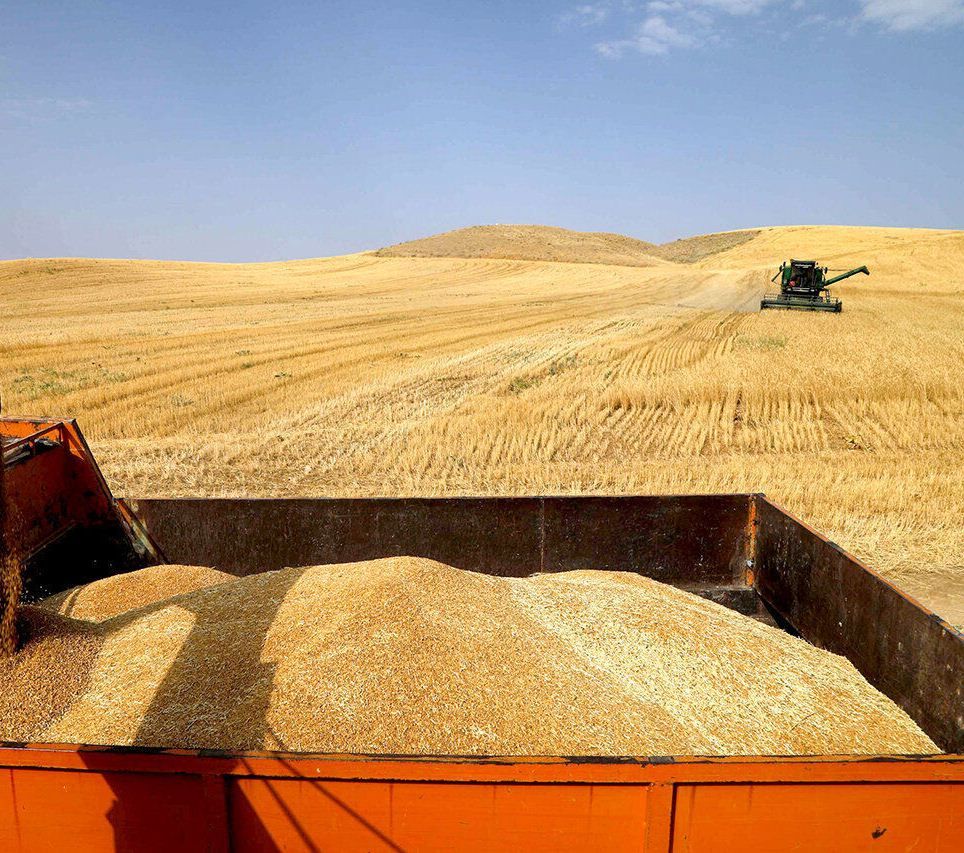 خرید ۱۷۵ هزار تن گندم از کشاوران اردبیل/ رشد ۱۰ درصدی تولید گندم استان