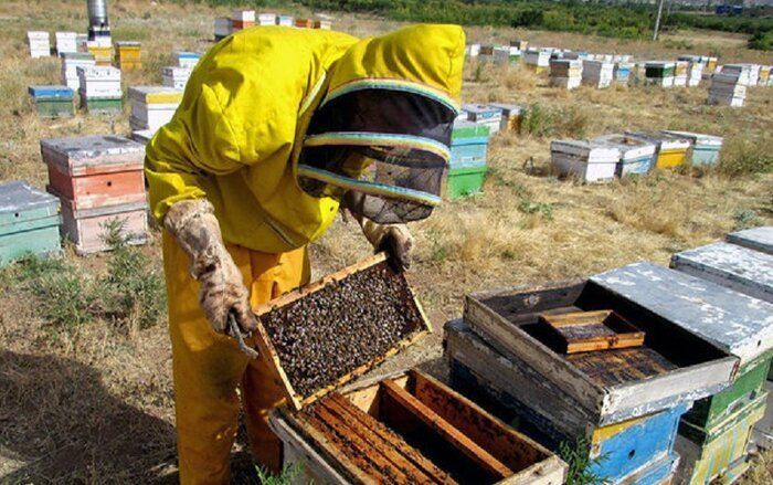 صادرات یک هزار و ۳۰۰ تن عسل از اردبیل