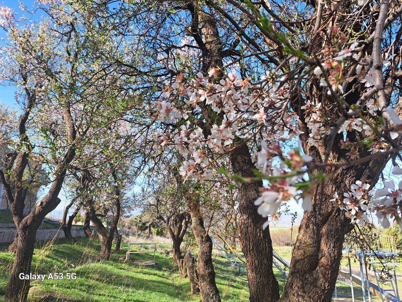 پارک شکوفه های بادام  شهرستان کوثر